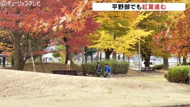 日中の寒暖差大きく平野部の紅葉が見事に 秋を彩る公園の街路樹 富山|TBS NEWS DIG