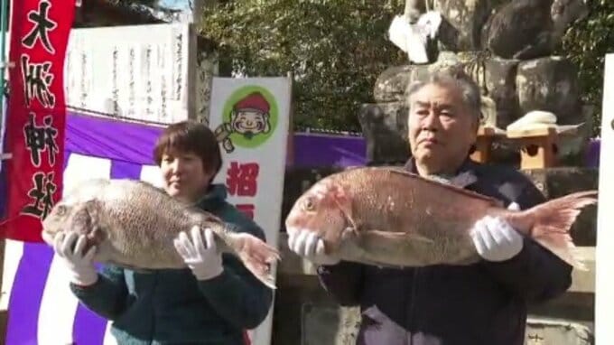 巨大マダイ争奪｢十日えびす｣ 名物もちまきで80cmの福 大洲神社に熱気【愛媛・大洲市】|TBS NEWS DIG