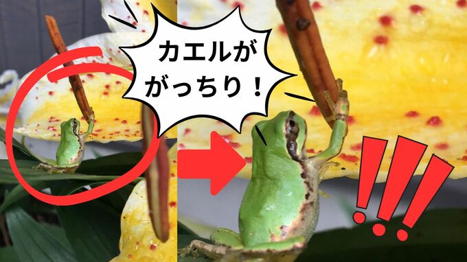 「カエルが雄しべをがっちり！」専門家がカエルの行動を推察「登れるかどうか確かめている？」|TBS NEWS DIG