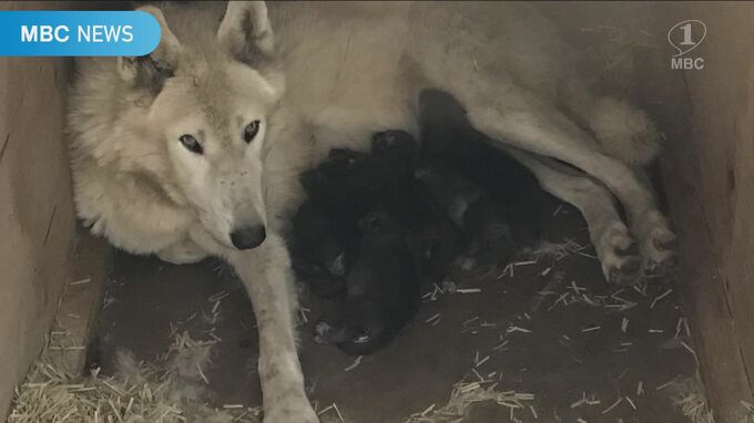オオカミに５匹の赤ちゃん　お母さんは白いのに黒いんだね　鹿児島　|　鹿児島のニュース｜MBC NEWS｜南日本放送