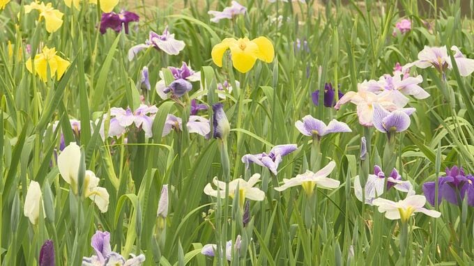 花言葉は「うれしい知らせ」　ハナショウブ咲き始める　山口・宇部市　|　山口のニュース・天気・防災｜tys NEWS｜ｔｙｓテレビ山口
