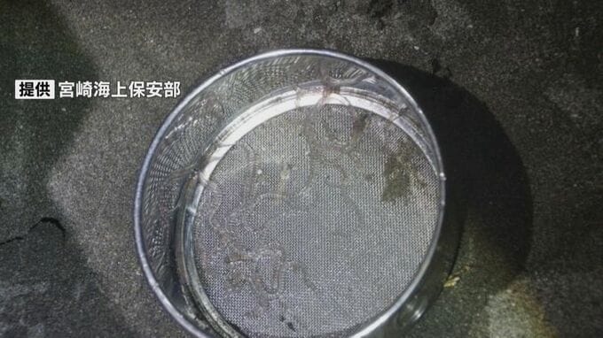 宮崎市でシラスウナギを密漁した疑い　無職の男2人を現行犯逮捕　海上保安部と県が合同取り締まり中に　|　MRTニュース ｜ ＭＲＴ宮崎放送