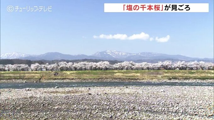 とやま桜の名所「塩の千本桜」も満開 絶好の花見日和に　|　富山のニュース｜天気・防災｜チューリップテレビ