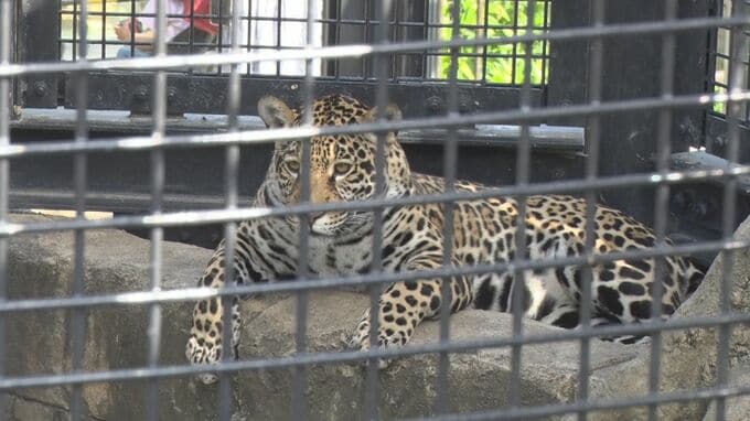 11月16日は「国際ジャガーの日」　生態や保全を学ぶ|TBS NEWS DIG