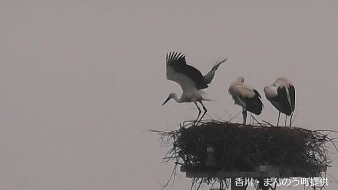 まんのう町で誕生したコウノトリのヒナ3羽が巣立ち迎える　親鳥と見分けがつかないほど大きく成長【香川】　|　岡山・香川のニュース | 天気 | RSK山陽放送