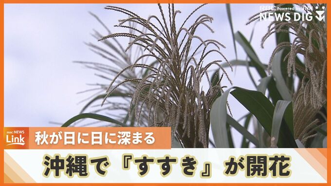 那覇市で『ススキ』の開花　日に日に秋が深まる沖縄　24日の天気は？|TBS NEWS DIG