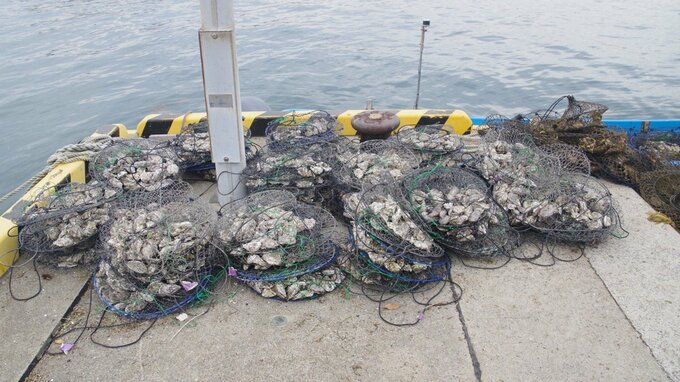 カキ約5000個などをカキ筏から盗んだか 30代の男2人を逮捕 広島県廿日市市の水産会社が去年12月に被害相談 広島海上保安部　|　RCC NEWS | 広島ニュース | RCC中国放送