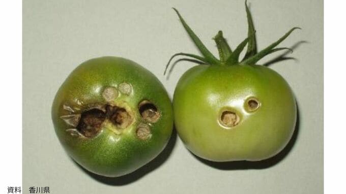 【野菜を切ったら中からイモムシ】「それは "オオタバコガ" 」ヘタの隙間などから入り込んで中を食い荒らす害虫「外見から気づきにくい！」|TBS NEWS DIG