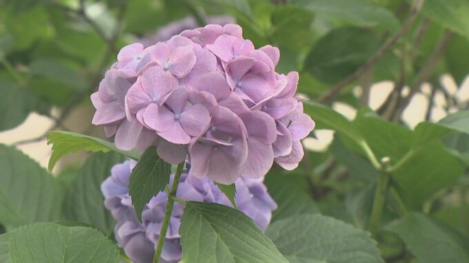 甲州市勝沼町のハーブ庭園でアジサイが見頃に　季節限定の桃パフェも販売スタート　山梨|TBS NEWS DIG