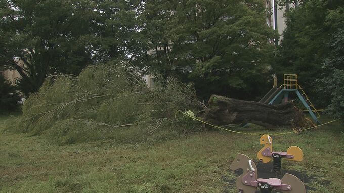最大瞬間風速25.8メートル、台風15号の強風　いわき市で倒木や停電3400戸　福島|TBS NEWS DIG