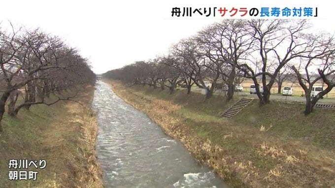 「春の四重奏」舟川べりサクラの長寿命対策 樹齢百年を目指し「ふるさとの景色を長く楽しんでほしい」富山　|　富山のニュース｜天気・防災｜チューリップテレビ