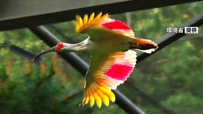 本州初の「トキ放鳥」まで1か月 新潟・佐渡で訓練順調 職員の“田植え作業”にも動じず|TBS NEWS DIG