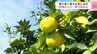香り高く様々な楽しみ方　高知県安芸市で“早摘みユズ”　搾汁始まる　　|　高知のニュース・天気｜KUTV NEWS | KUTVテレビ高知