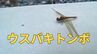 「地球上で最も長い距離を渡る昆虫」世界中を飛び回る「ウスバキトンボ」見たことある？　|　岡山・香川のニュース | 天気 | RSK山陽放送