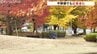 日中の寒暖差大きく平野部の紅葉が見事に 秋を彩る公園の街路樹 富山　|　富山のニュース｜天気・防災｜チューリップテレビ