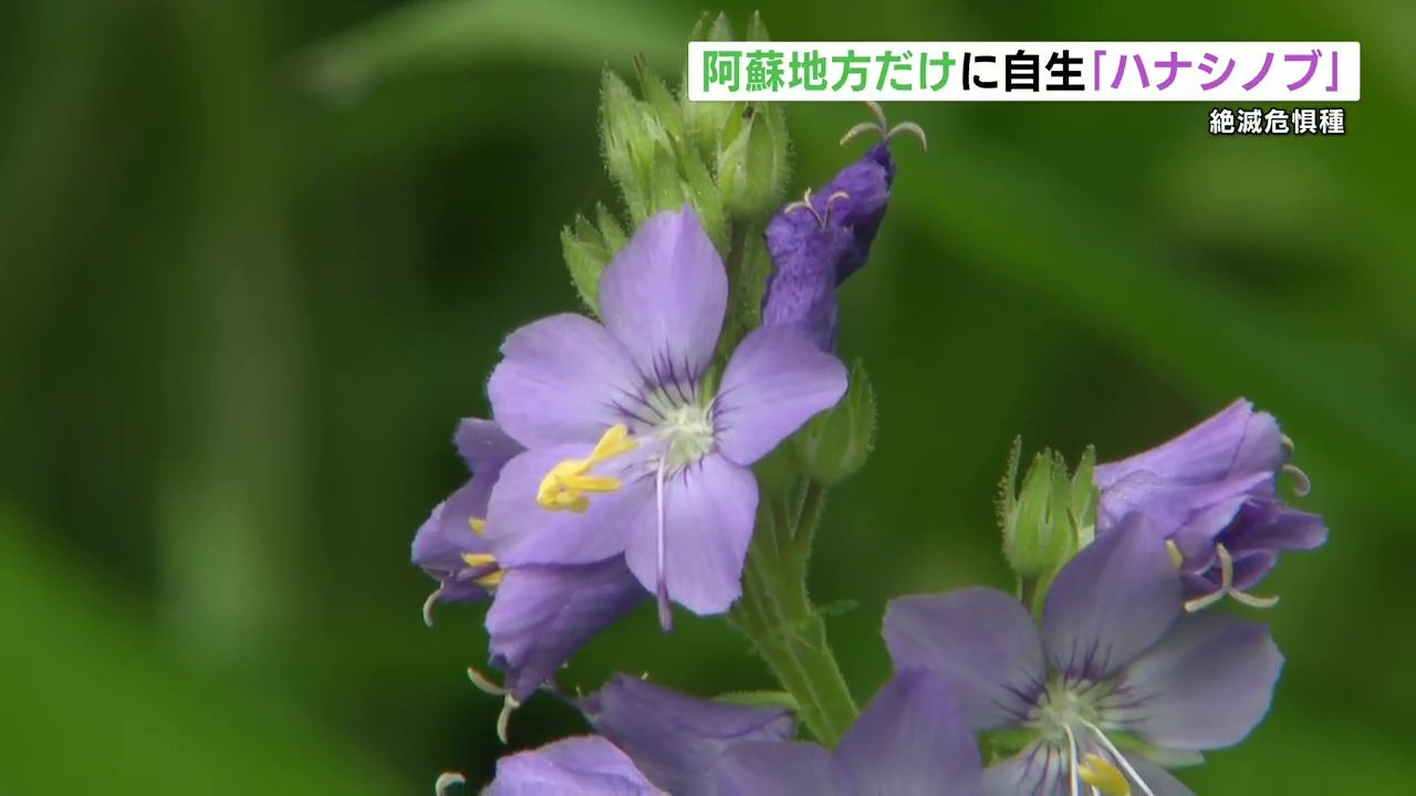 阿蘇地方だけに自生する 絶滅危惧種 “ハナシノブ” 薄紫色の可憐な花を咲かせる 熊本 | TBS NE…