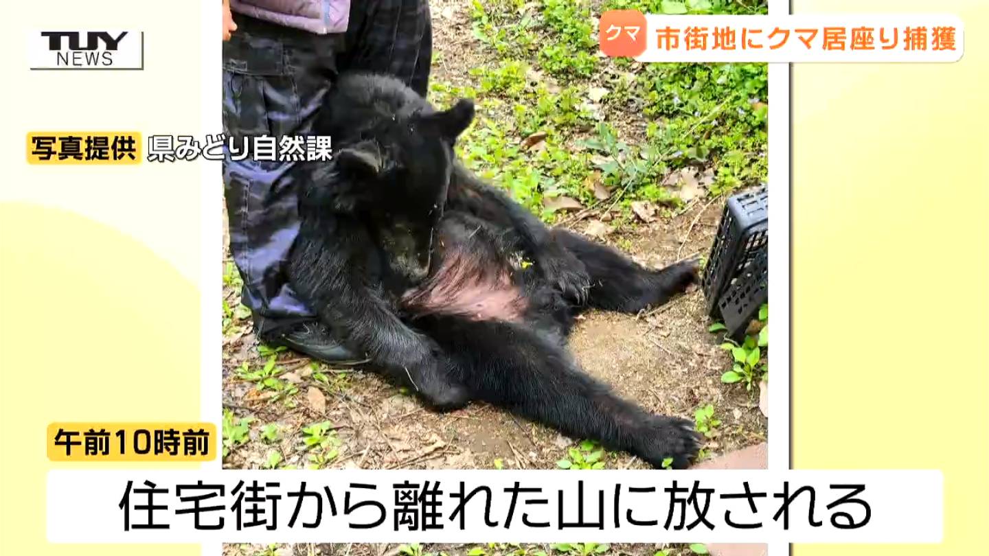 カーテンを開けたらクマ」 上山市の住宅街…あまりの近さに驚き 民家の