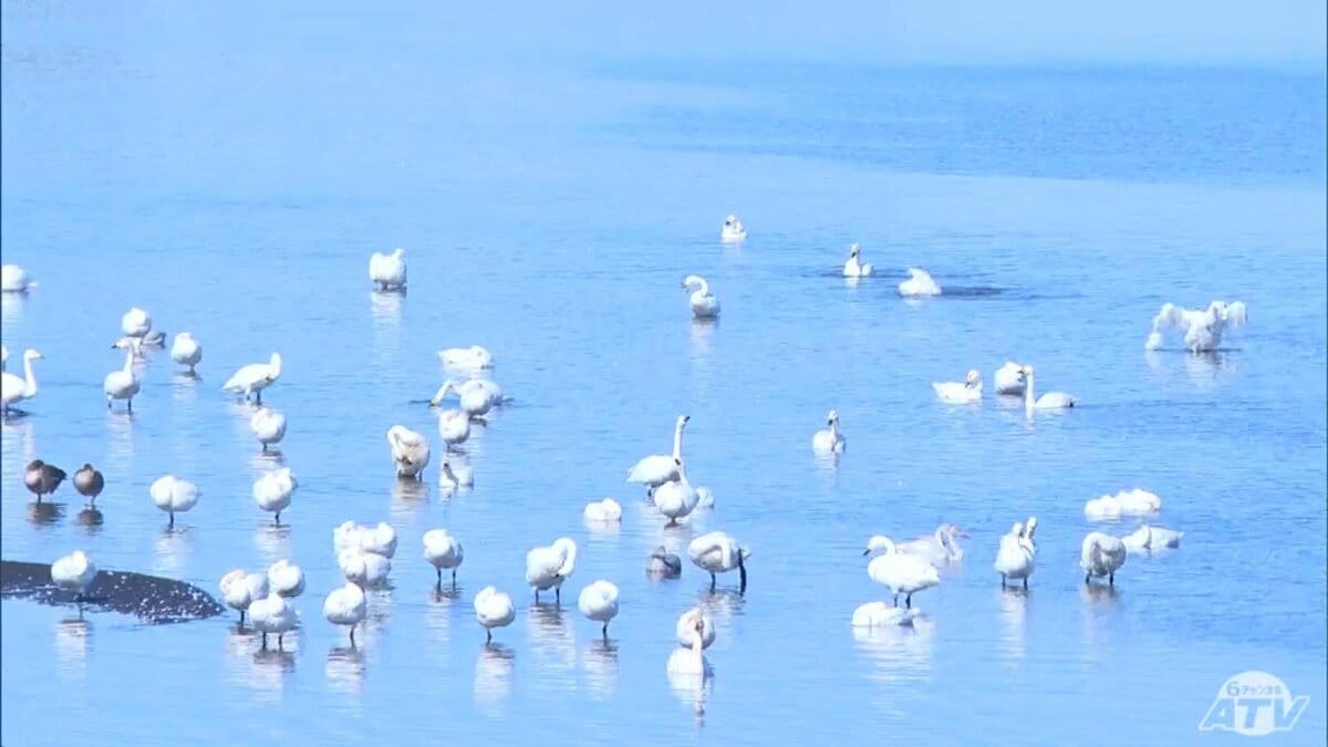 渡りの季節」ハクチョウ羽休め 絶滅危惧種ハクガンの姿も確認 津軽