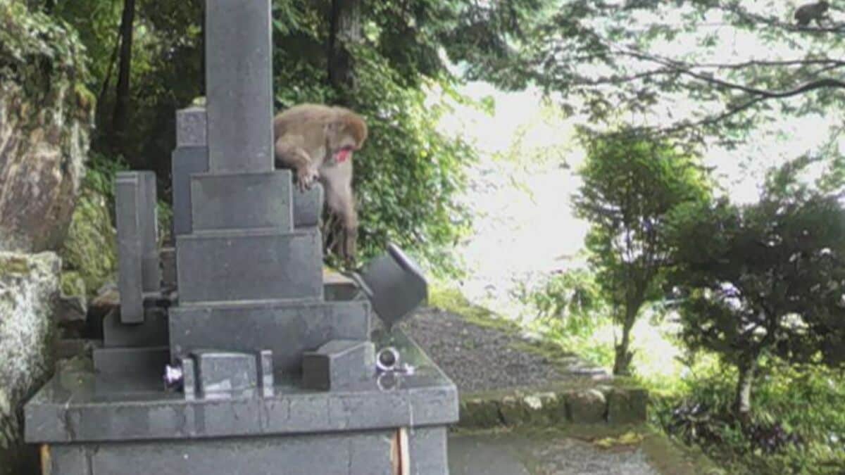 相次ぐ墓荒らし… 防犯カメラに映った犯人は“サル” 被害総額30万円の墓も｢相手がサルでは…」なぜ墓を狙う？ 岐阜･下呂市