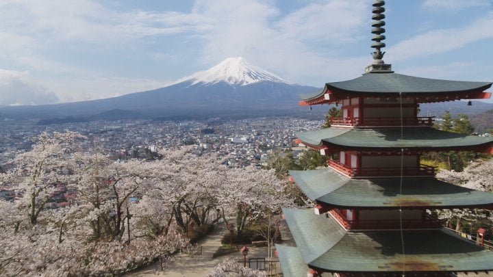 展望デッキは混雑時に「入れ替え制」　桜シーズンの新倉山浅間公園　桜まつりは中止でも安全対策を強化　山梨・富士吉田市