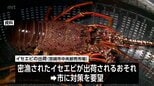 イセエビの密漁防止へ　宮崎市中央卸売市場への出荷方法が変更に|TBS NEWS DIG