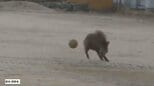 「イノシシがグラウンドでサッカーしている」早朝の小学校でボールを使うイノシシの姿　登校時間には警察が見回りも　けが人はなし　広島・江田島|TBS NEWS DIG