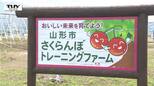 深刻な担い手不足に新たな突破口！さくらんぼ農家を育成する “トレーニングファーム” 開園（山形市）|TBS NEWS DIG