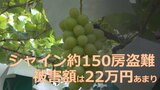 シャインマスカットおよそ150房盗難、被害額は22万円あまり 今度は障害者と一緒に農作業する「農福連携」の畑 県内の被害額は去年の1.6倍|TBS NEWS DIG