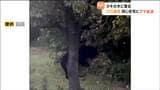 【動画あり】カキの木に登るクマ実を食い荒らす 2日続けて住宅の庭に出没「さすがに怖い」 宮城・白石市|TBS NEWS DIG
