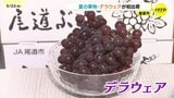 燃料高騰を乗り越え「夏の果物トップバッター」出荷！広島県内一の産地・尾道で種なしブドウ「デラウェア」選果始まる|TBS NEWS DIG