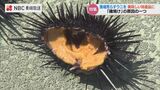 漁場を荒らす”ウニ” を地元の特産品に ブロッコリーとワカメで畜養実験【長崎・南島原】 | 長崎のニュース | 天気 | NBC長崎放送