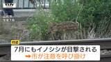 山形市の市街地でイノシシ目撃 捕獲試みるも…河川敷に入り行方をくらます | 山形のニュース│TUYテレビユー山形