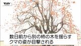 【動画】柿の木からいきなり降り...クマが突如女性を襲う　顔、右足、右腕などにケガをし搬送（山形・尾花沢市）　|TBS NEWS DIG