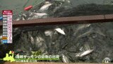 大雨被害乗り越え大海で養殖へ ブランド魚「海峡サーモン」の幼魚の出荷開始 青森県むつ市|TBS NEWS DIG