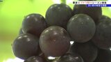 ブドウ狩りの季節到来 岩手県紫波町の農園でブドウ狩り体験 人気の品種は? いつまで楽しめる?|TBS NEWS DIG
