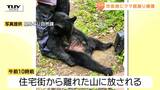 「カーテンを開けたらクマ」 上山市の住宅街…あまりの近さに驚き 民家の庭に居座るも麻酔で眠らせ捕獲の一部始終(山形) | 山形のニュース│TUYテレビユー山形