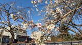 盛岡市の寺院でシキザクラ見ごろ|TBS NEWS DIG