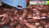 津軽海峡が育てた「ウスメバル」刺し網漁解禁　傷つけずに網から外すには「まなぐえぐねばまいね」ベテランの技も|TBS NEWS DIG