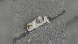 道ばたに倒れていた子ネコを保護→一軒家に引っ越しまで「自分にとっては招き猫」わずか3か月で生活一変 | 山口のニュース・天気・防災|tys NEWS|tysテレビ山口