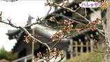 「学校への通り道 だんだん咲いていく感じを楽しめる」桜のつぼみ膨らむも開花には至らず 新潟県上越市|TBS NEWS DIG