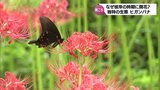 見頃を迎えたヒガンバナ なぜ「お彼岸」に咲く?|TBS NEWS DIG