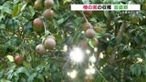 椿油の原料となる「椿の実」の収穫が盛ん 約2万本のヤブツバキが自生 熊本・天草市 | 熊本のニュース|RKK NEWS|RKK熊本放送