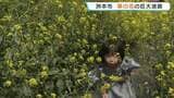 兵庫・洲本で恒例「菜の花迷路」　子どもの背丈より高い菜の花20万本咲き誇る　全長350メートル　大人も「難しかった」　親子で楽しめる|TBS NEWS DIG