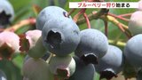 「バカバカいけちゃう贅沢な時間」　１時間食べ放題のブルーベリー狩り賑わう　広島|TBS NEWS DIG