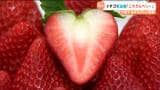 断面がハートになるイチゴ新品種「ころろんベリー」誕生　他県との競争に勝つ武器に　宮城|TBS NEWS DIG