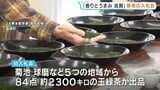 お茶どころ熊本で新茶の初入札 ”香り”と”うまみ”を含んだ良質なものが期待できる　|TBS NEWS DIG