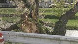 強い風が吹いたのが原因か　川沿いで桜の木が倒れているのが見つかる　前夜から強風注意報も出ていた|TBS NEWS DIG