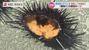 漁場を荒らす”ウニ” を地元の特産品に ブロッコリーとワカメで畜養実験【長崎・南島原】|TBS NEWS DIG