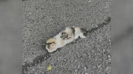 道ばたに倒れていた子ネコを保護→一軒家に引っ越しまで「自分にとっては招き猫」わずか３か月で生活一変|TBS NEWS DIG