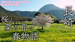 桜と菜の花の春物語 長崎県島原市【JNN sakuraドローンDIG】|TBS NEWS DIG